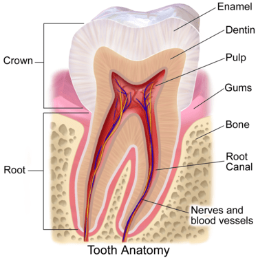 Tooth structure of human